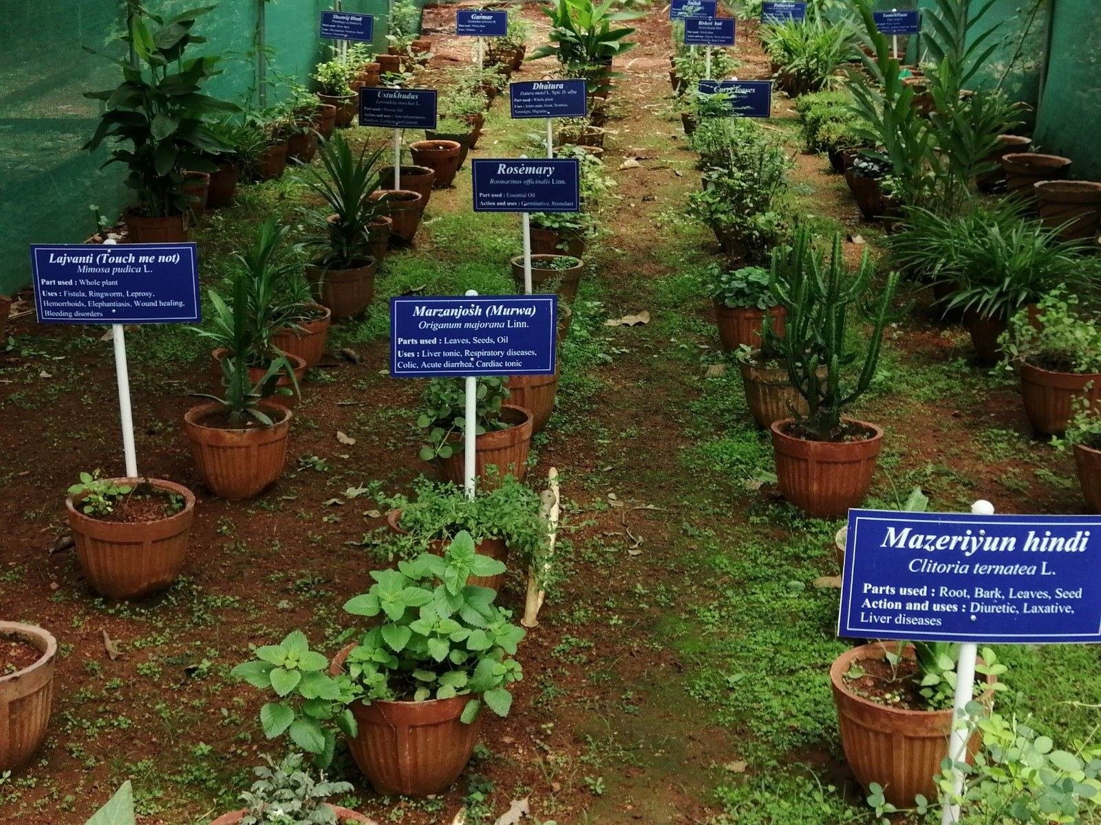 Unani medicinal herb garden with labelled plants