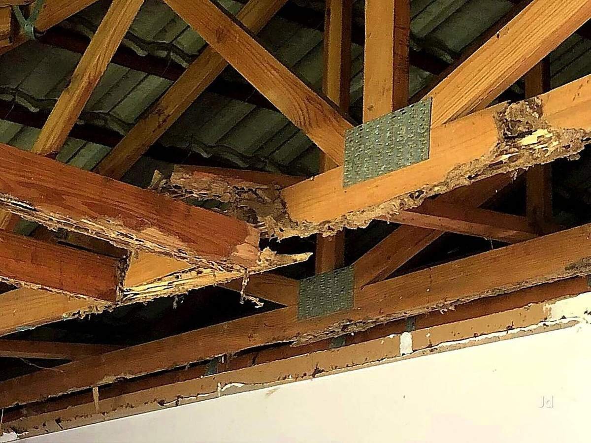Termite damage found in ceiling beams during inspection — Unite Pest Solutions, Gomti Nagar, Lucknow