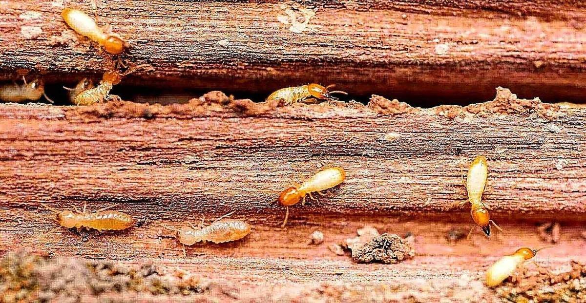 Termite colony exposed on wood before treatment — Unite Pest Solutions, Gomti Nagar, Lucknow